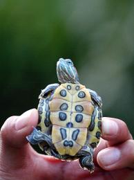 it is a turtle, not a tortoise